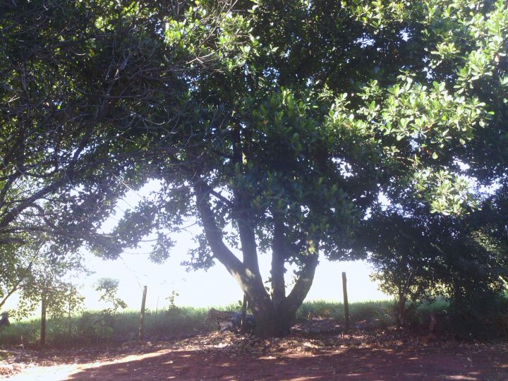 pé de jaca